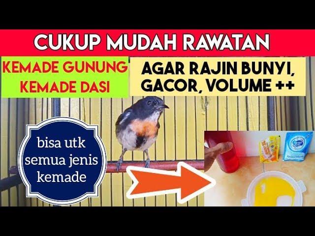 10 Tips Agar Burung Gacor Rupiah dengan Cepat