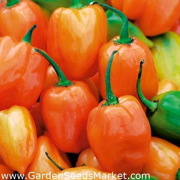 Daftar Harga Habanero Rupiah Terbaru